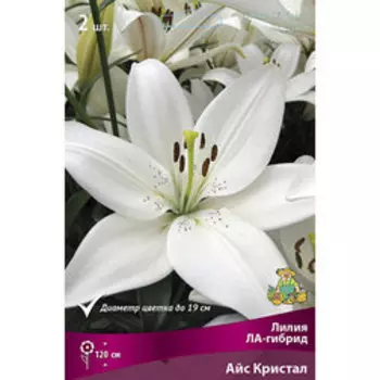 Лилия ЛА-Гибрид Айс Кристал (2 шт.)