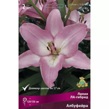 Лилия ЛА-гибрид Албуфейра (2 шт.)