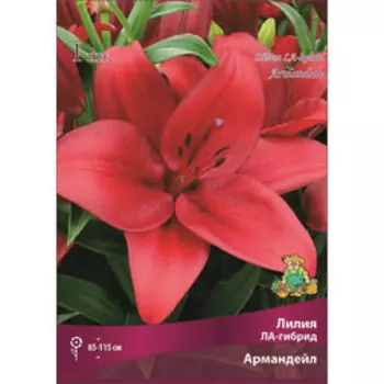 Лилия ЛА-Гибрид Армандейл (1 шт.)