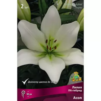 Лилия ЛА-Гибрид Асоп (2 шт.)