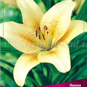 Лилия ЛА-гибрид Бестселлер 2 шт.