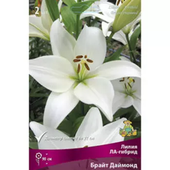 Лилия ЛА-Гибрид Брайт Диамонд (2 шт.)