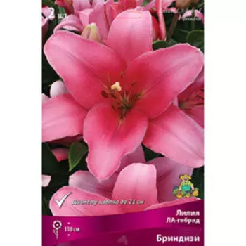 Лилия ЛА-Гибрид Бриндизи (2 шт.)