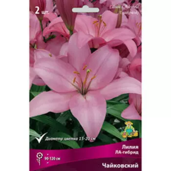 Лилия ЛА-гибрид Чайковский (2 шт.)