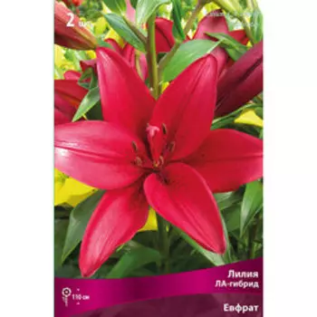 Лилия ЛА-Гибрид Евфрат (2 шт.)