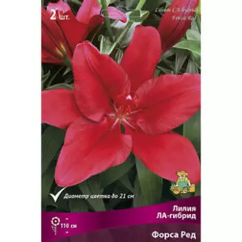 Лилия ЛА-гибрид Форса Ред (2шт.)