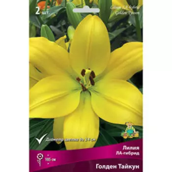Лилия ЛА-Гибрид Голден Тайкун (2 шт.)