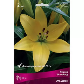 Лилия ЛА-гибрид Эль Диво (2 шт.)