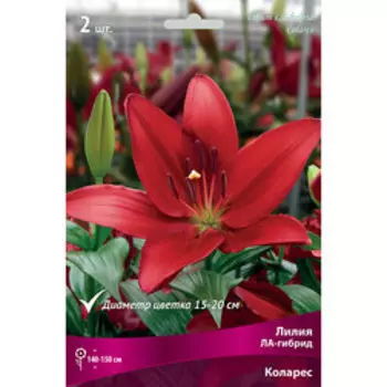 Лилия ЛА-гибрид Коларес (2 шт.)