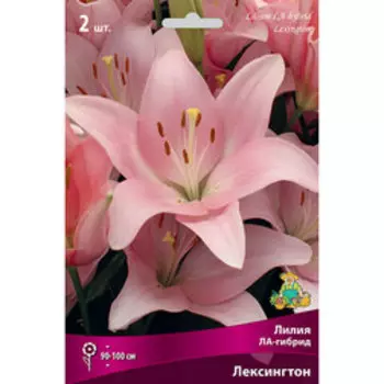 Лилия ЛА-гибрид Лексингтон (2 шт.)