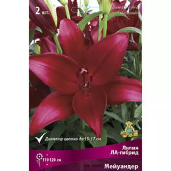 Лилия ЛА-гибрид Мейуандер (2 шт.)