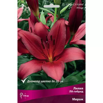 Лилия ЛА-гибрид Мираж (2 шт.)