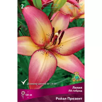 Лилия ЛА-Гибрид Ройал Презент (2 шт.)