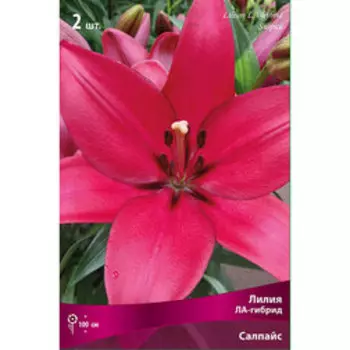 Лилия ЛА-Гибрид Салпайс (2 шт.)
