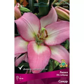 Лилия ЛА-Гибрид Самур (2 шт.)
