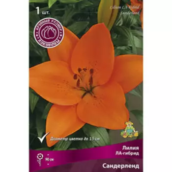 Лилия ЛА-Гибрид Сандерленд (1шт.)