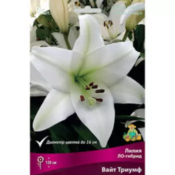 Лилия ЛО-Гибрид Вайт Триумф (2 шт.)