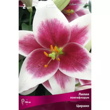 Лилия Лонгифлорум Цирано (2 шт.)