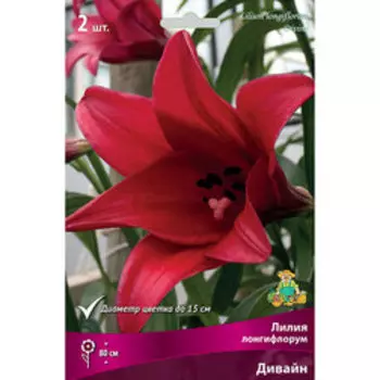 Лилия Лонгифлорум Дивайн (2 шт.)