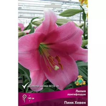 Лилия Лонгифлорум Пинк Хевен (2 шт.)