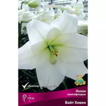 Лилия Лонгифлорум Вайт Хевен (2 шт.)