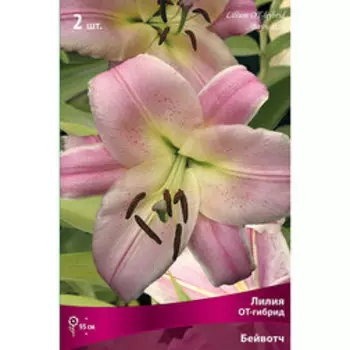 Лилия ОТ-Гибрид Бейвотч (2 шт.)