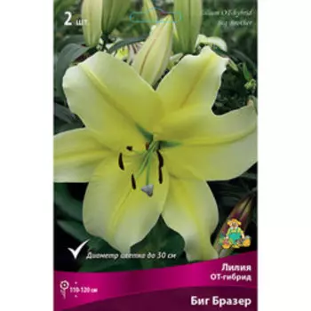 Лилия ОТ-гибрид Биг Бразер (2 шт.)