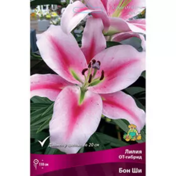 Лилия ОТ-Гибрид Бон Ши (2 шт.)