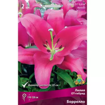 Лилия ОТ-гибрид Боррелло (2 шт.)