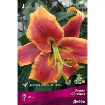 Лилия ОТ-гибрид Дебби (2 шт.)