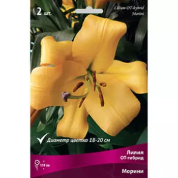 Лилия ОТ-гибрид Морини (2 шт.)