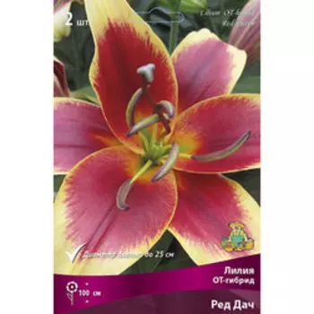 Лилия ОТ-Гибрид Ред Дач (2 шт.)