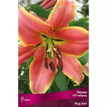 Лилия ОТ-Гибрид Ред Хот (2 шт.)