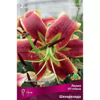 Лилия ОТ-Гибрид Шехерезада (2 шт.)