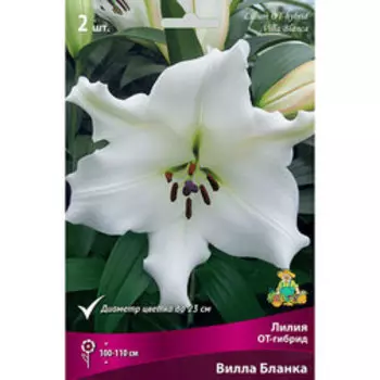 Лилия ОТ-гибрид Вилла Бланка (2 шт.)