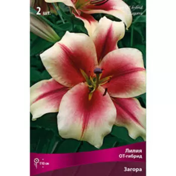 Лилия ОТ-Гибрид Загора (2 шт.)