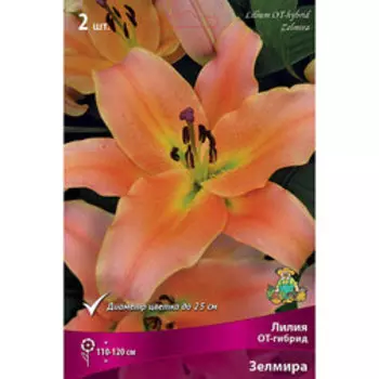 Лилия ОТ-гибрид Зелмира (2 шт.)