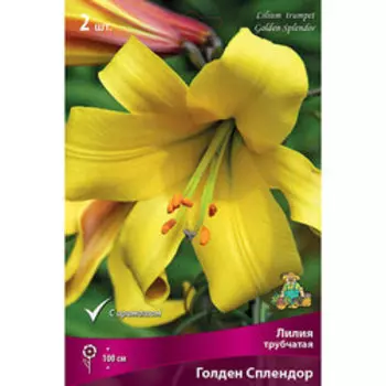 Лилия Трубчатая Голден Сплендор (2 шт.)