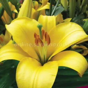 Лилия трубчатая Йеллоу Планет 2 шт.
