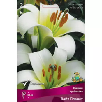 Лилия Трубчатая Вайт Планет (2 шт.)