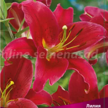 Лилия Восточная Арабиан Ред, 2 шт.