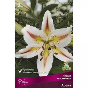 Лилия Восточная Арена (2 шт.)