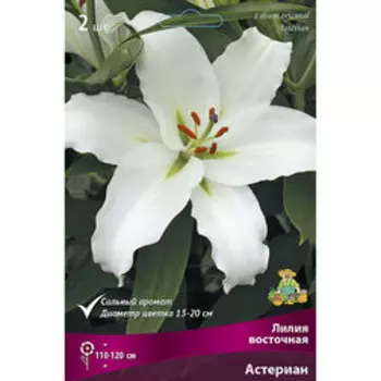Лилия Восточная Астериан (2 шт.)