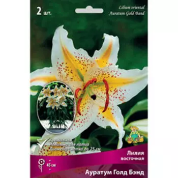 Лилия Восточная Ауратум Голд Бэнд (2 шт.)