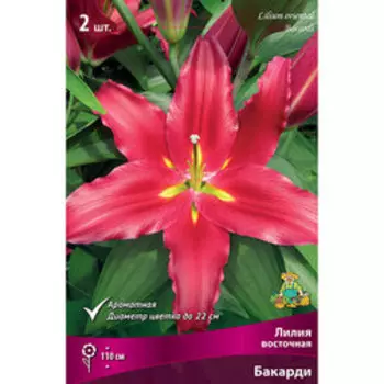 Лилия Восточная Бакарди (2 шт.)
