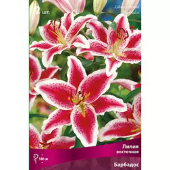 Лилия Восточная Барбадос (2 шт.)