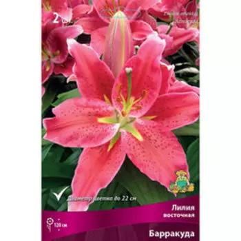 Лилия Восточная Барракуда (2 шт.)