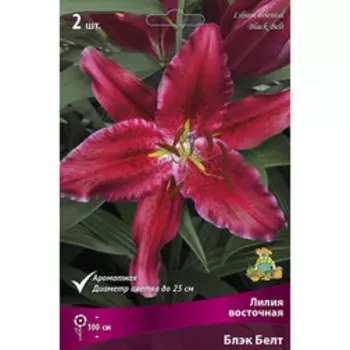 Лилия Восточная Блэк Белт (2 шт.)
