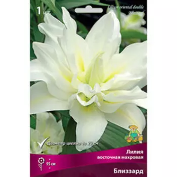 Лилия Восточная Близзард (1шт.)