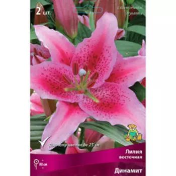 Лилия Восточная Динамит (2 шт.)